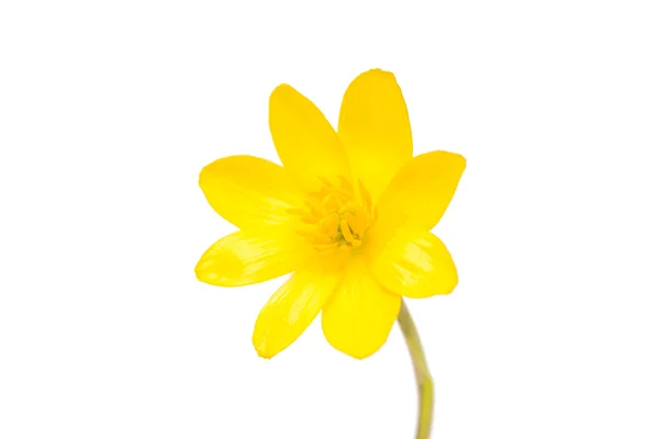孤立的黄色的迎春花 — 图库照片