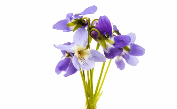 Botanik der violetten Blüten — Stockfoto