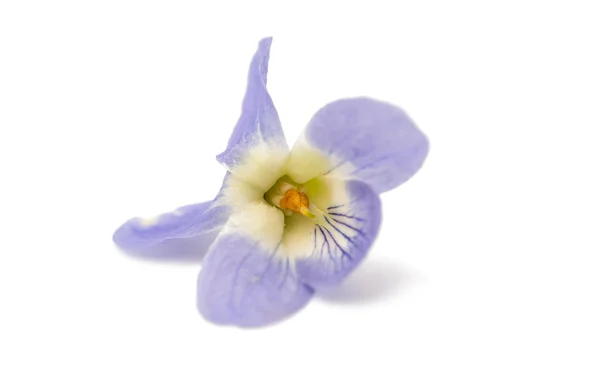 紫罗兰花植物学 — 图库照片