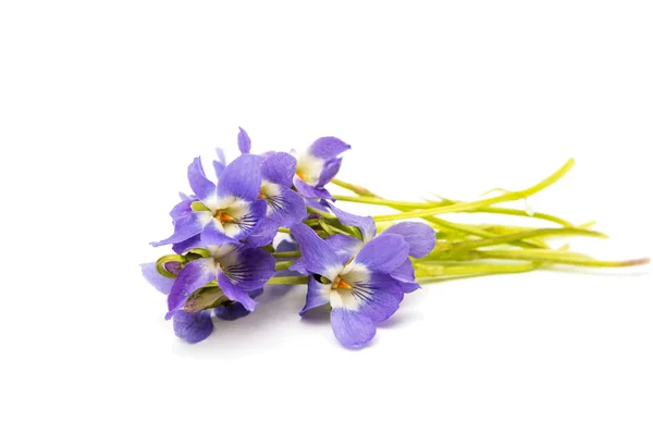 Violet flower botany — Stock Photo, Image