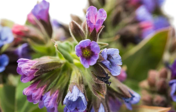 Spring wild flowers isolated — Stock Photo, Image