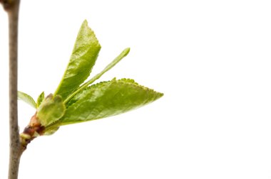 yaprakları ile kiraz Şubesi 