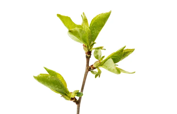 Cherry branch with leaves — Stock Photo, Image