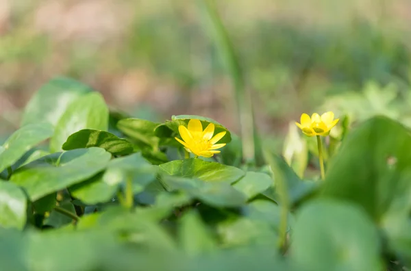 Jarní žlutý květ — Stock fotografie