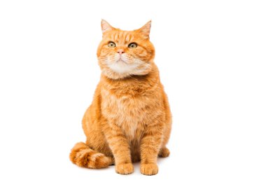 zencefil kedi turuncu