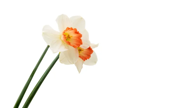 Daffodils isolated flower — Stock Photo, Image
