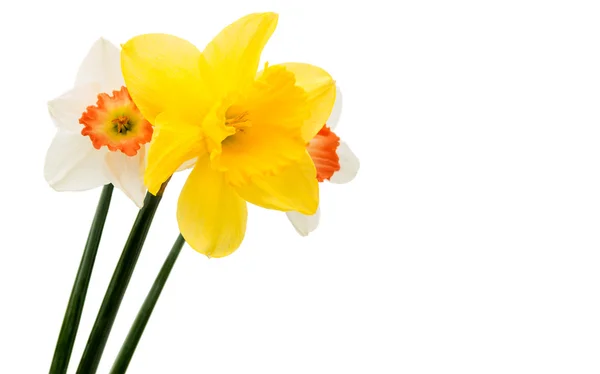 Narcisy izolované květ — Stock fotografie