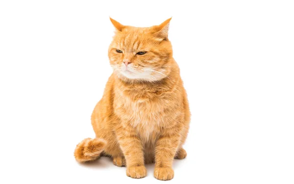 Ginger cat orange — Stock Photo, Image