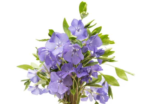 Pervenche fleur bleue isolée — Photo