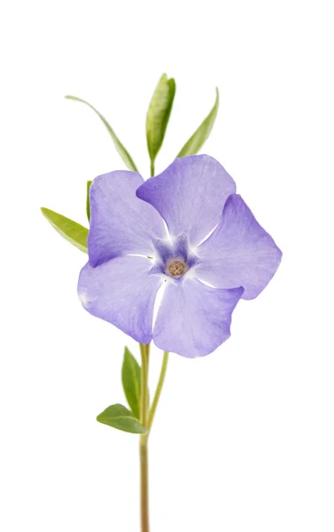 分離された青い花ツルニチニチソウ — ストック写真