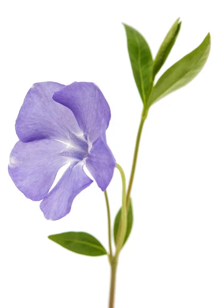 Голубой цветок перивинкл изолирован — стоковое фото