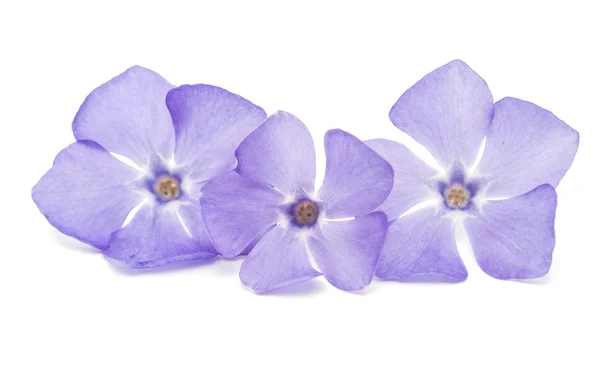 Flor azul periwinkle isolado — Fotografia de Stock