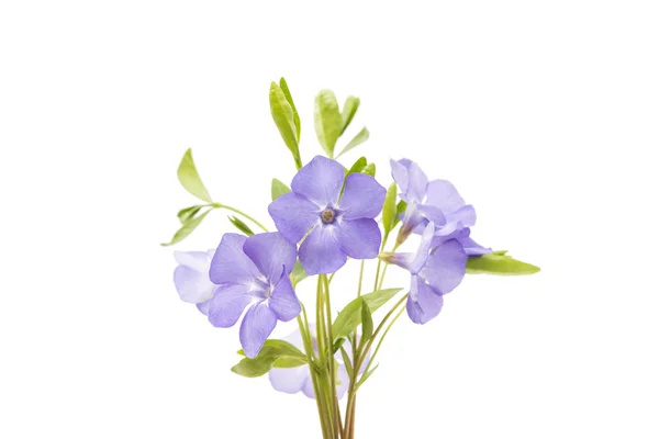 Blå blomma periwinkle isolerade — Stockfoto