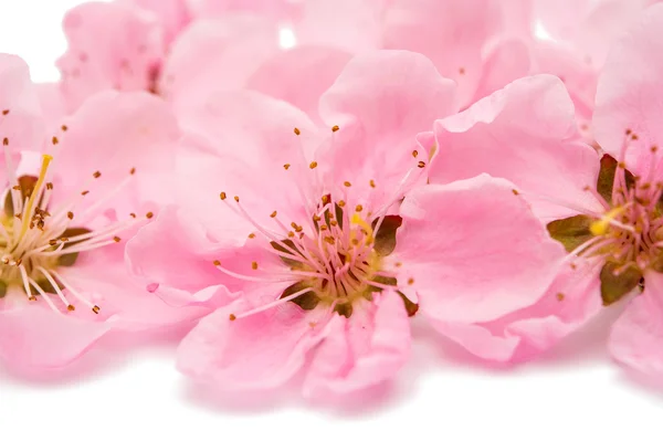 Pink peach blossom isolated — Stock Photo, Image