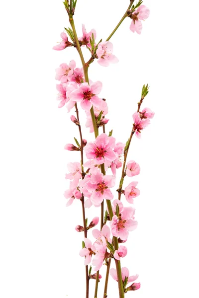 粉红色的桃花孤立 — 图库照片