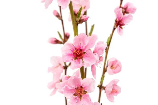Pink peach blossom isolated — Stock Photo, Image