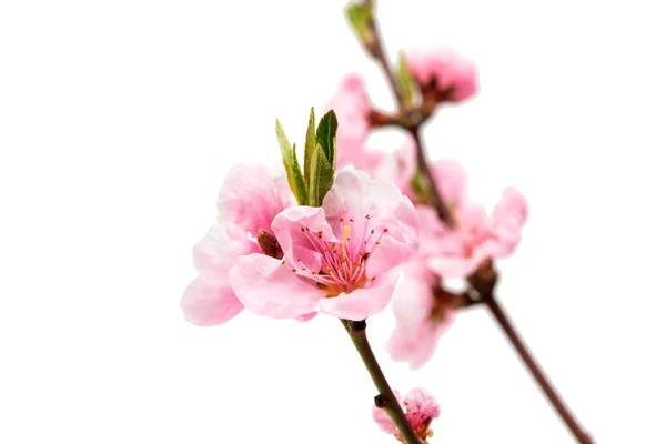 Pink peach blossom isolated — Stock Photo, Image