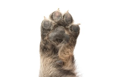 izole köpek yavrusu pençe 