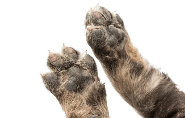 Puppy paw geïsoleerd — Stockfoto