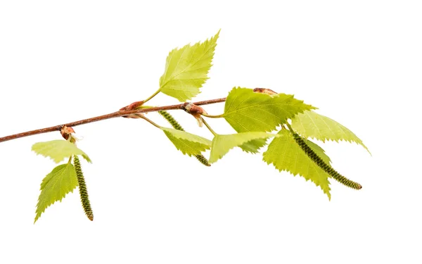 Birch branch with young leaves — Stock Photo, Image