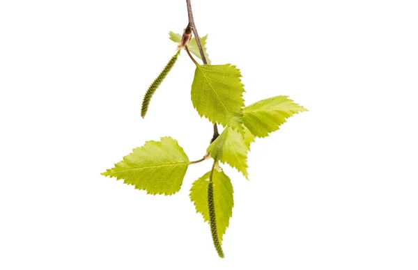 Birch branch with young leaves — Stock Photo, Image