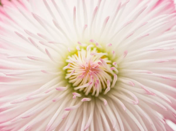 Marguerite bloem geïsoleerd — Stockfoto