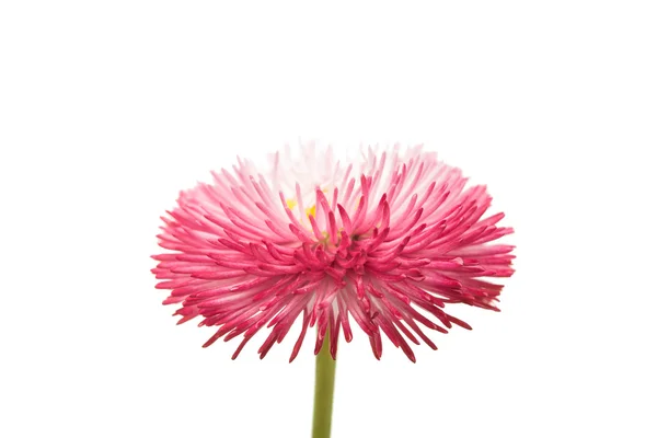 Marguerite flower isolated — Stock Photo, Image