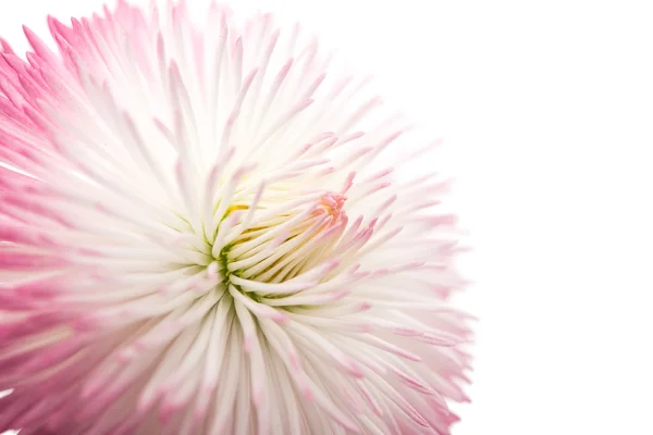 Małgorzata kwiat na białym tle — Zdjęcie stockowe