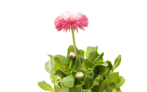 Marguerite bloem geïsoleerd — Stockfoto