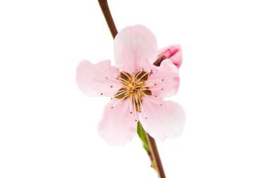 pembe şeftali çiçeği 