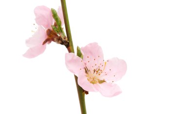 pembe şeftali çiçeği 