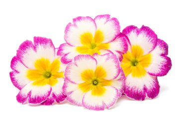 İzole çuha çiçeği çiçek 