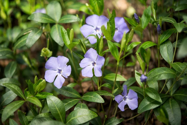 Periwinkle blommor blå — Stockfoto