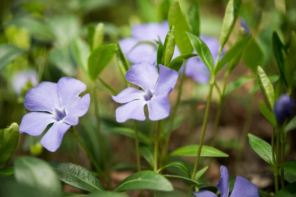 Maagdenpalm bloemen blauw — Stockfoto