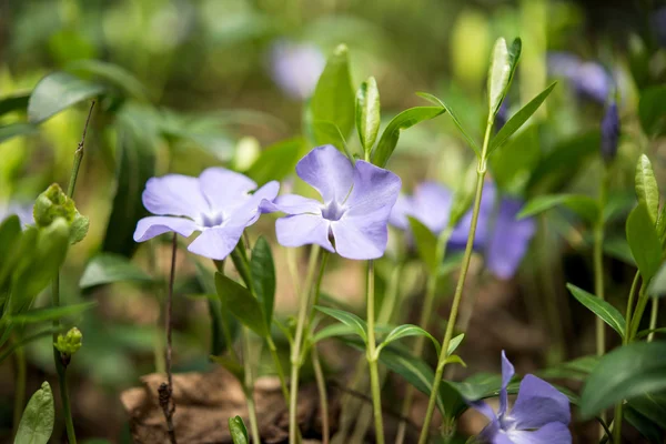 Niebieskie kwiaty barwinek — Zdjęcie stockowe