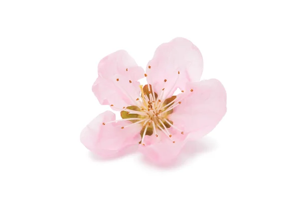 Rózsaszín peach blossom — Stock Fotó