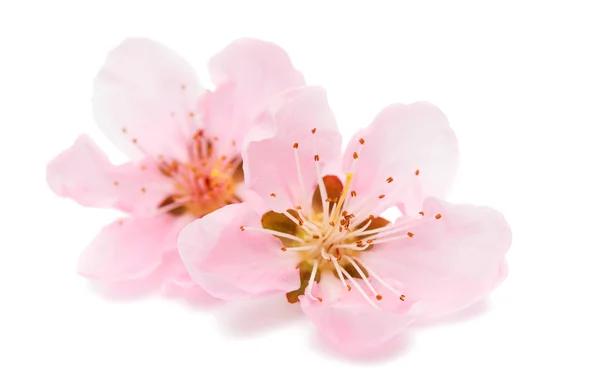 Pink peach blossom — Stock Photo, Image