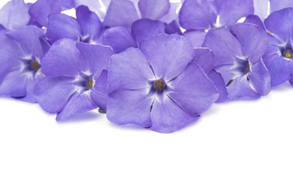 Blue flower periwinkle isolated — Stock Photo, Image