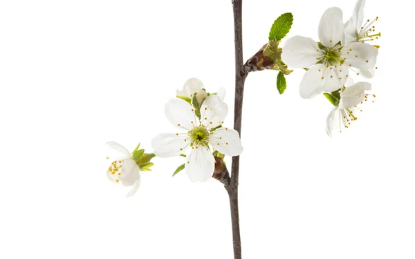 Branche avec des fleurs de cerisier isolé — Photo
