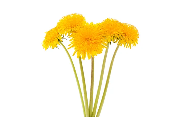 タンポポの花の色 — ストック写真