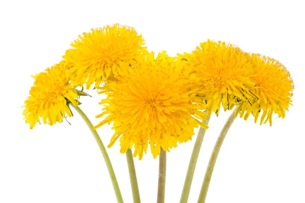 Flower of dandelion isolated — Stock Photo, Image