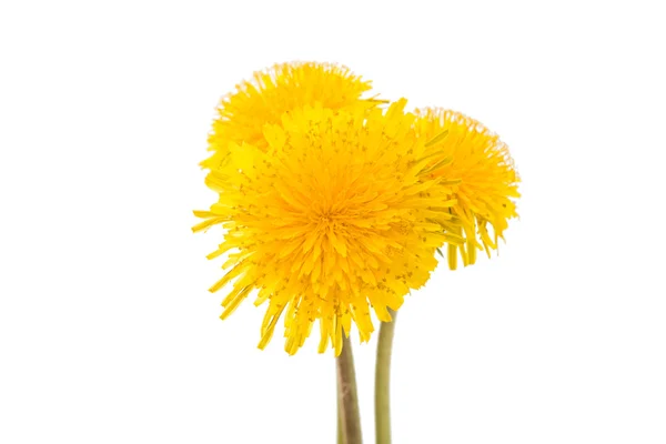 Bloem van de paardebloem geïsoleerd — Stockfoto