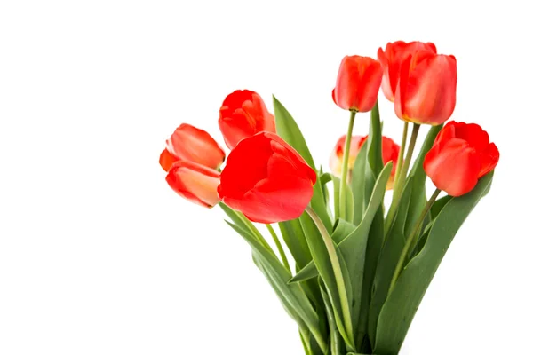 Strauß roter Tulpen isoliert — Stockfoto