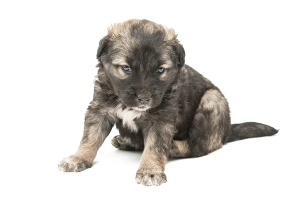 Cucciolo isolato cane — Foto Stock