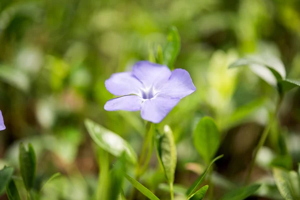 タンポポの花の色 — ストック写真