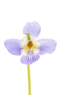 izole çuha çiçeği rengi