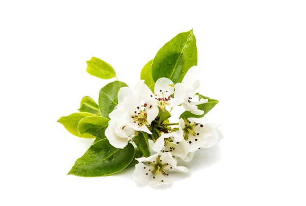 Bloemen pear geïsoleerd — Stockfoto