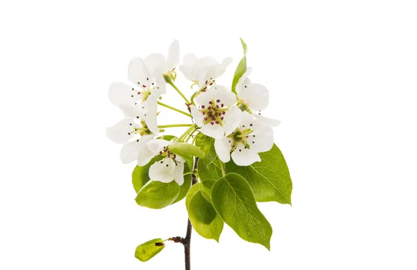 Flores de pera aisladas — Foto de Stock