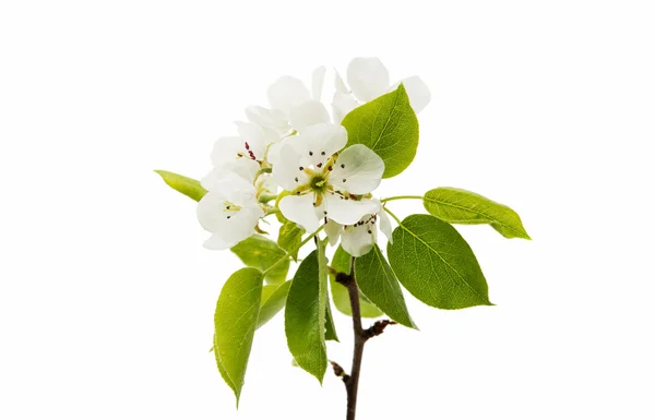 Blüten Birne isoliert — Stockfoto