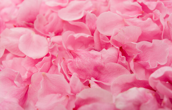 Pink rose petals. Background
